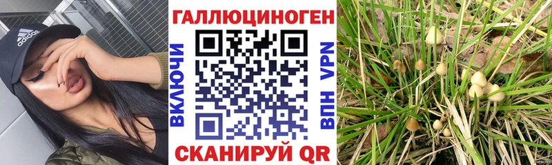 Галлюциногенные грибы прущие грибы  Багратионовск 